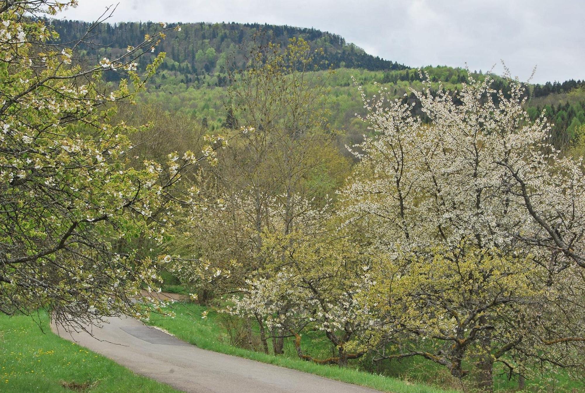 Ferienwohnungen Beim Imker เมอร์สซิงเงิน ภายนอก รูปภาพ